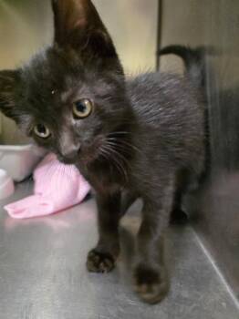 Domestic Short Hair Cats Available for Adoption in Meriden, Connecticut - Amelia | PetCurious