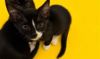 LUKE -  Domestic Medium Hair Cat for Adoption in Doral, Florida - LUKE | PetCurious