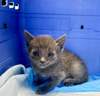 Domestic Short Hair Cats Available for Adoption in Rowland Heights, California - LUIGI | PetCurious