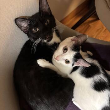 Rescue Domestic Short Hair Cats for Adoption - Ricotta And Pecorino | PetCurious