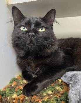Rosie -  Domestic Medium Hair Cat for Adoption in Bellingham, Washington - Rosie | PetCurious
