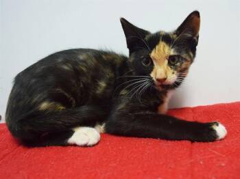 LAMBDA -  Domestic Short Hair Cat for Adoption in Sacramento, California - LAMBDA | PetCurious