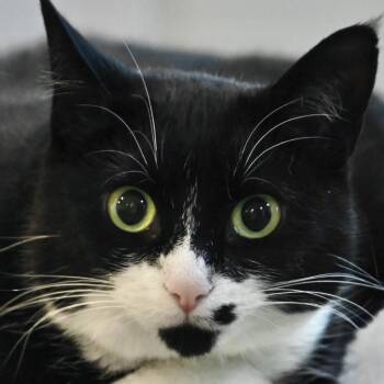Young, Playful, Cuddly Loretta Wants to Be Your One and Only -  Domestic Short Hair Cat for Adoption - Young, Playful, Cuddly Loretta Wants To Be Your One And Only | PetCurious