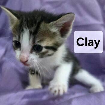 Clay -  Domestic Short Hair Cat for Adoption in Webster, Texas - Clay | PetCurious