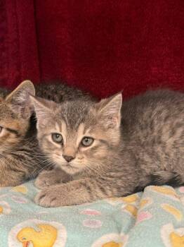 Domestic Short Hair Cats Available for Adoption in Grand Forks, North Dakota - Reuben | PetCurious