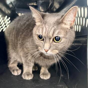 Mimzy -  Domestic Short Hair Cat for Adoption in Indianapolis, Indiana - Mimzy | PetCurious