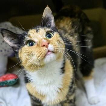 Satyr -  Domestic Short Hair Cat for Adoption in Richmond, Virginia - Satyr | PetCurious