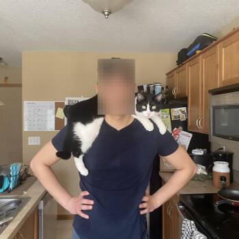 Domestic Short Hair Cats Available for Adoption in Manhattan, Kansas - Peter | PetCurious