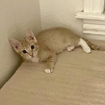 Gilmour -  Domestic Short Hair Cat for Adoption in Bulverde, Texas - Gilmour | PetCurious