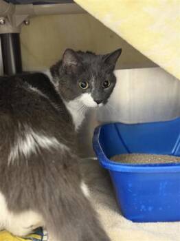 Rescue Domestic Short Hair Cats for Adoption in Montreal, Quebec - Petite Boulette | PetCurious