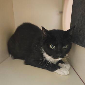 Domestic Short Hair Cats Available for Adoption in Sarasota, Florida - Lulu Quince | PetCurious