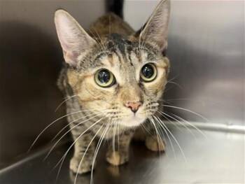 Domestic Short Hair Cats Available for Adoption in Thousand Palms, California - SERAPHINA | PetCurious