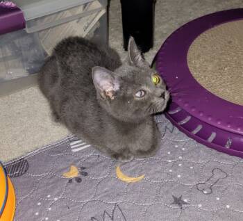 Rescue Domestic Medium Hair Cats for Adoption in Broomfield, Colorado - GLITCH | PetCurious