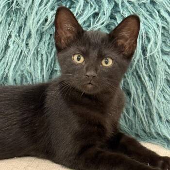 Cricket -  Domestic Short Hair Cat for Adoption in Fort Worth, Texas - Cricket | PetCurious