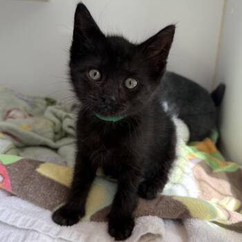 Merlin (bonded w/ Remi) -  Domestic Short Hair Cat for Adoption in Oakland, California - Merlin (bonded W/ Remi) | PetCurious
