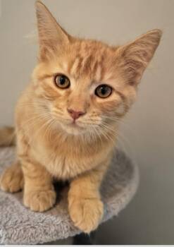 Rocco -  Domestic Medium Hair Cat for Adoption in Mississauga, Ontario - Rocco | PetCurious