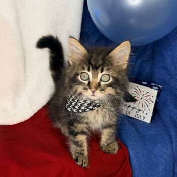 Mushmouth -  Siberian and Maine Coon Cat for Adoption in Mount Vernon, Illinois - Mushmouth | PetCurious