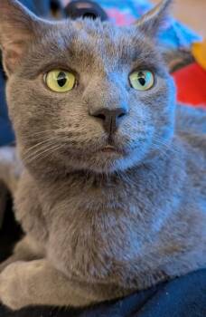 Dawson -  Domestic Short Hair Cat for Adoption in Duxbury, Massachusetts - Dawson | PetCurious