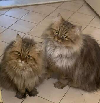 Persian Cats Available for Adoption - Mama Greta & Son Frankie  | PetCurious