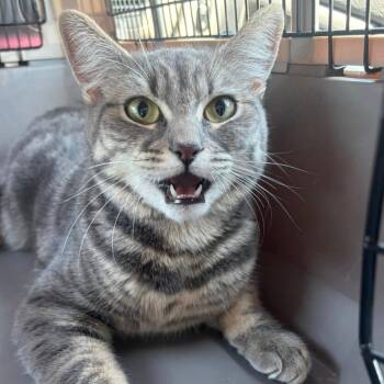 Domestic Medium Hair Cats Available for Adoption - Sardine | PetCurious