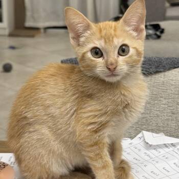 Sunny D -  Domestic Short Hair Cat for Adoption in Sunrise, Florida - Sunny D | PetCurious