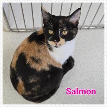 Rescue Domestic Short Hair Cats for Adoption in North Saint Paul, Minnesota - Salmon | PetCurious
