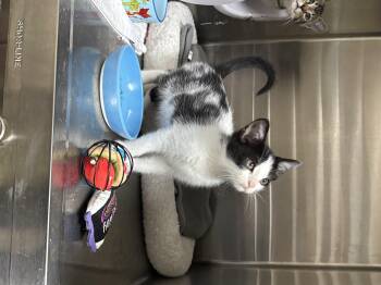 Guthrie -  Domestic Short Hair Cat for Adoption in Collierville, Tennessee - Guthrie | PetCurious