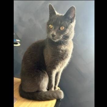 Rescue Domestic Short Hair and Russian Blue Cats for Adoption in Prescott, Arizona - Bandit (Courtesy Listing) | PetCurious