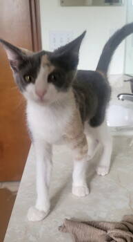 Rescue Domestic Short Hair Cats for Adoption in Oviedo, Florida - Petal | PetCurious
