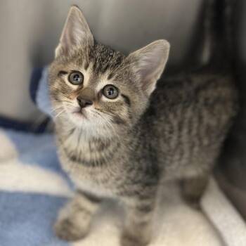 Bowl -  Domestic Short Hair Cat for Adoption in Matteson, Illinois - Bowl | PetCurious
