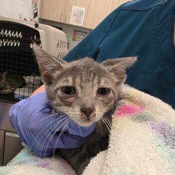Goose -  Domestic Short Hair Cat for Adoption in Chattanooga, Tennessee - Goose | PetCurious