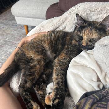 Minced Garlic -  Domestic Short Hair Cat for Adoption - Minced Garlic | PetCurious