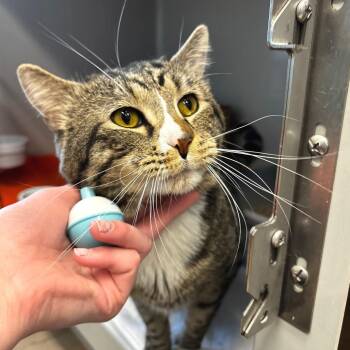 Domestic Short Hair Cats Available for Adoption - Tubby | PetCurious