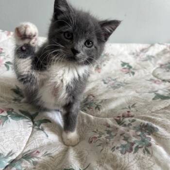 Mittens -  Domestic Short Hair and Domestic Medium Hair Cat Available for Adoption in Lakeville, Minnesota - Mittens | PetCurious