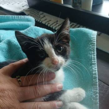 Rescue Domestic Short Hair Cats for Adoption in Ferndale, Washington - Camper | PetCurious