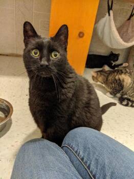 Punxsutawney Phil -  Domestic Short Hair Cat for Adoption in Dublin, Ohio - Punxsutawney Phil | PetCurious