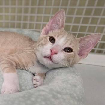 Dakota -  Domestic Short Hair Cat for Adoption in Buffalo, New York - Dakota | PetCurious