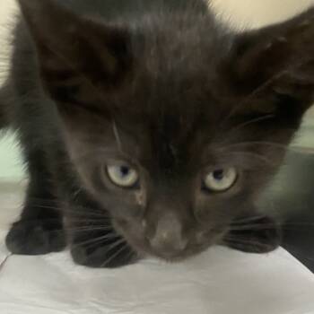 Rescue Domestic Short Hair Cats for Adoption in Auburn, Alabama - Andromeda | PetCurious