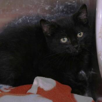 Floyd (26-2K-2) -  Domestic Short Hair Cat for Adoption in Rifle, Colorado - Floyd (26-2K-2) | PetCurious