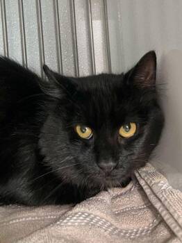 Smokey -  Domestic Medium Hair and Domestic Short Hair Cat for Adoption in Elmira, New York - Smokey | PetCurious