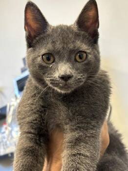 tigger -  Domestic Short Hair Cat for Adoption in West Chester, Pennsylvania - Tigger | PetCurious