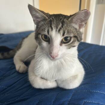 Rescue Domestic Short Hair Cats for Adoption in Los Altos, California - Simon - Male Kitten | PetCurious