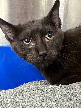 Rescue Domestic Short Hair Cats for Adoption in Lake City, Arkansas - Rhiannon | PetCurious