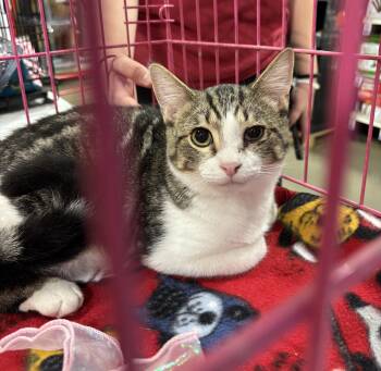 Domestic Short Hair Cats Available for Adoption in Powdersville, South Carolina - Beanie (pse) | PetCurious