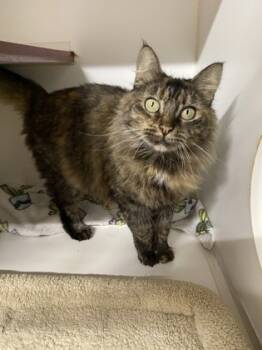 Rescue Domestic Long Hair and Domestic Short Hair Cats for Adoption in San Diego, California - Taylor | PetCurious