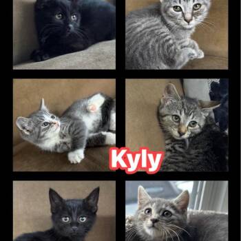 Kylys Kittens who will need a Home -  Domestic Short Hair Cat for Adoption in Clifton, New Jersey - Kylys Kittens Who Will Need A Home | PetCurious
