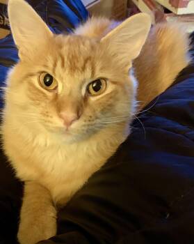 Peanut -  Domestic Long Hair Cat for Adoption in Chicago, Illinois - Peanut | PetCurious