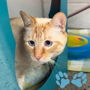 Corn -  Siamese Cat for Adoption in Sacramento, California - Corn | PetCurious