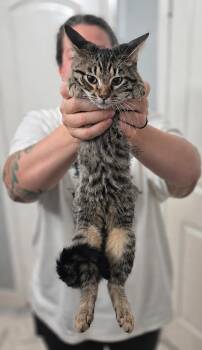 Samudra -  Domestic Short Hair Cat for Adoption in Houston, Texas - Samudra | PetCurious