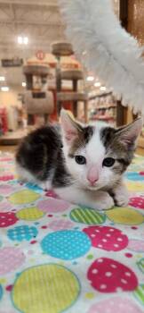 Meerkat -  Domestic Short Hair Cat Available for Adoption in Town 